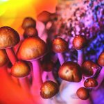 psilocybin