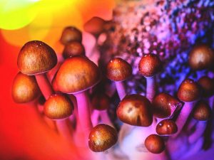 psilocybin 