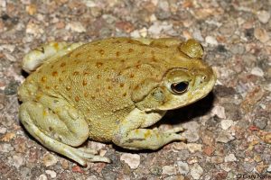 Sonoran Desert Toad