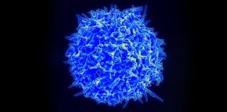 T-cells