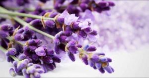 linalool