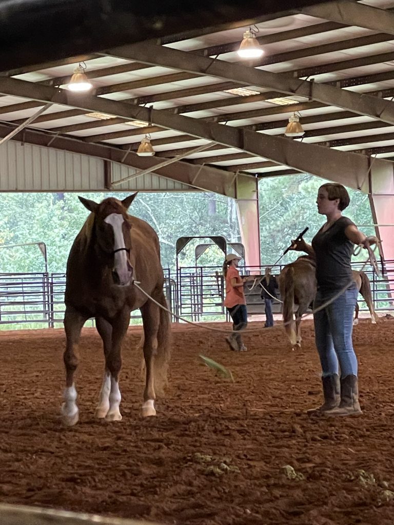 Doing groundwork with a horse